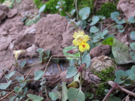 Mimulus dentilobus flower